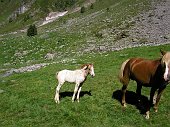 (3) Meraviglioso Puledro